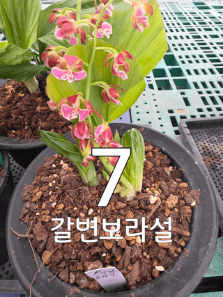 이성규 님의 기타작물 · 영농일지 작성글 사진