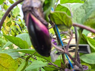 늘햇살팜 님의 기타작물 · 영농일지 작성글 사진