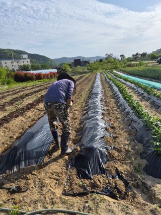 김영숙님의 고추 · 영농일지 작성글 사진