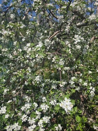 최동구님의 기타작물 · 영농일지 작성글 사진