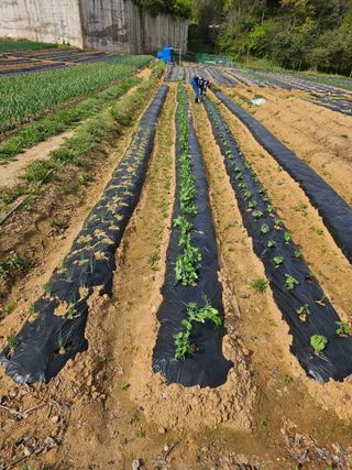 박홍권님의 콩 · 영농일지 작성글 사진