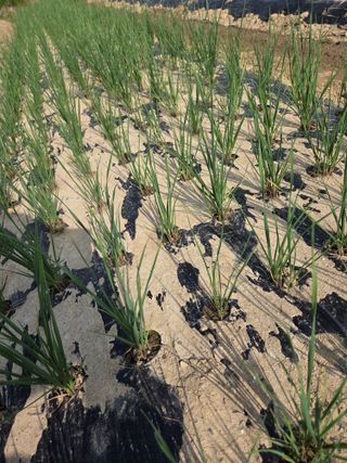 심상훈님의 마늘 · 영농일지 작성글 사진