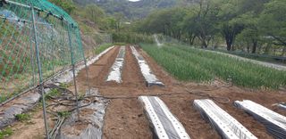 정천복님의 기타작물 · 영농일지 작성글 사진