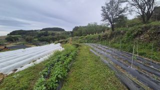 촌사리(김정대)님의 호박 · 영농일지 작성글 사진