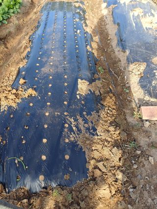 신 난다님의 기타작물 · 영농일지 작성글 사진