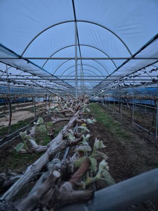 정일식님의 포도 · 영농일지 작성글 사진