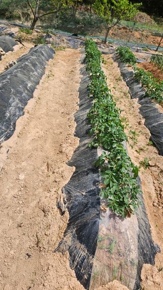 김홍환님의 고구마 · 영농일지 작성글 사진