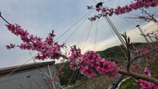 김중달님의 자두 · 영농일지 작성글 사진