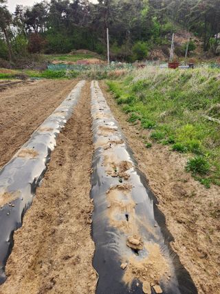 늘해랑농원님의 감자 · 영농일지 작성글 사진