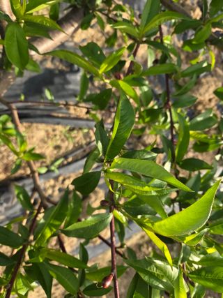 정영석님의 복숭아 · 영농일지 작성글 사진