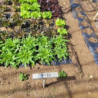 김춘성님의 기타작물 · 영농일지 작성글 사진