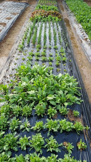 김지철님의 기타작물 · 영농일지 작성글 사진