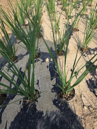 심상훈님의 마늘 · 영농일지 작성글 사진