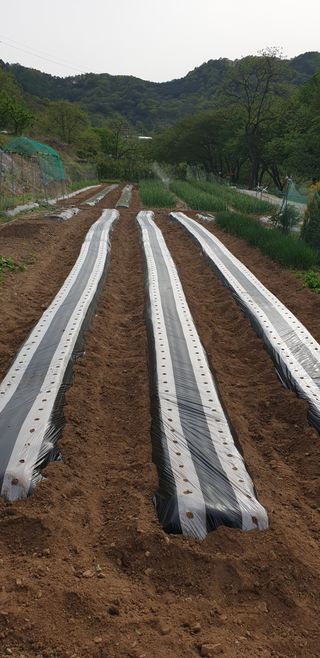 정천복님의 기타작물 · 영농일지 작성글 사진