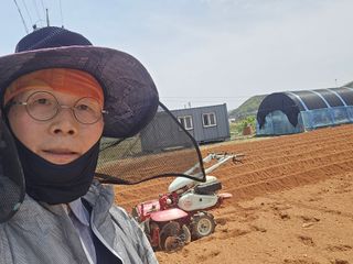 심기정님의 고구마 · 영농일지 작성글 사진