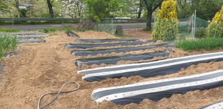 정천복님의 기타작물 · 영농일지 작성글 사진