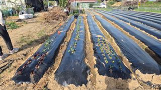 전환엽님의 고추 · 영농일지 작성글 사진