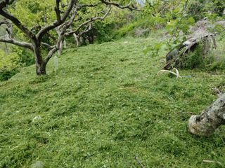 단감당감님의 감 · 영농일지 작성글 사진