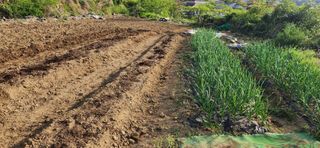 김순섭님의 기타작물 · 영농일지 작성글 사진