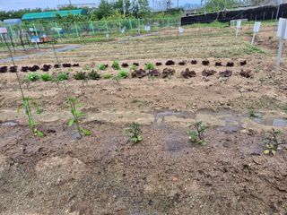 님의 토마토 · 영농일지 작성글 사진