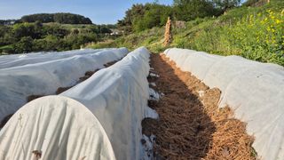 촌사리(김정대)님의 호박 · 영농일지 작성글 사진