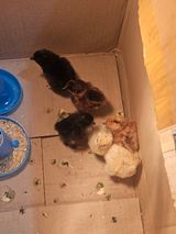 멧돼지님의 작성글 사진