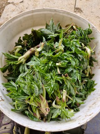 이기은님의 기타작물 · 영농일지 작성글 사진