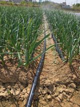 김연숙님의 작성글 사진