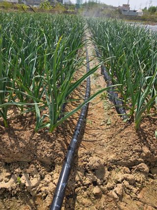 김연숙님의 기타작물 · 영농일지 작성글 사진