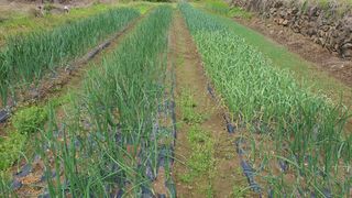 홍광희님의 기타작물 · 영농일지 작성글 사진