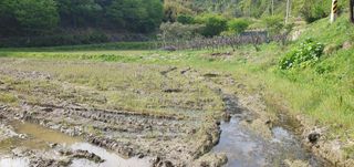 반성식님의 기타작물 · 영농일지 작성글 사진