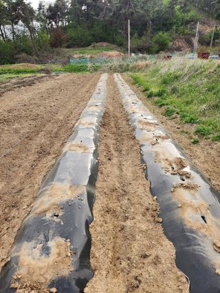 늘해랑농원님의 감자 · 영농일지 작성글 사진