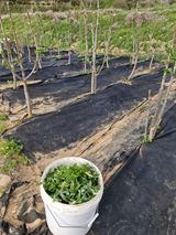 팜모닝 기타작물·영농일지 게시글 이미지