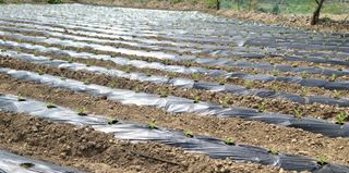 정창훈님의 기타작물 · 영농일지 작성글 사진