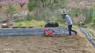 이춘기님의 옥수수 · 영농일지 작성글 사진
