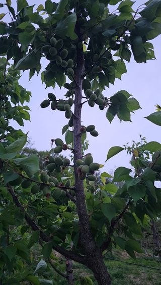 장정규님의 복숭아 · 영농일지 작성글 사진