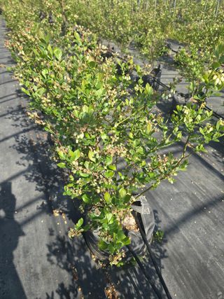 축복농장님의 블루베리 · 영농일지 작성글 사진