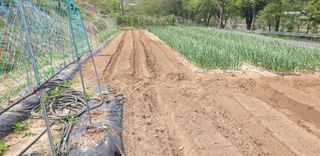 정천복님의 기타작물 · 영농일지 작성글 사진