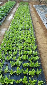 김지철님의 작성글 사진