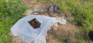 반성식님의 기타작물 · 영농일지 작성글 사진