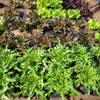 김춘성님의 기타작물 · 영농일지 작성글 사진