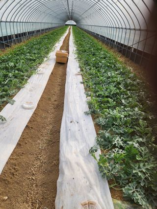 김저팔계님의 기타작물 · 영농일지 작성글 사진