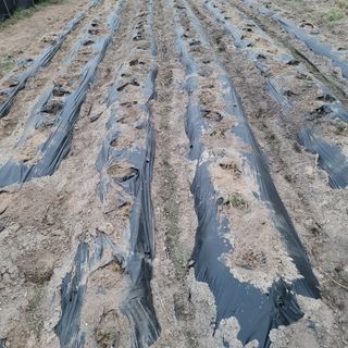 화려한이글님의 기타작물 · 영농일지 작성글 사진