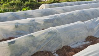 촌사리(김정대)님의 호박 · 영농일지 작성글 사진