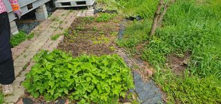 반성식님의 기타작물 · 영농일지 작성글 사진