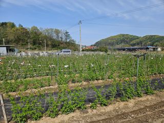 유제상님의 기타작물 · 영농일지 작성글 사진
