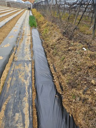 신득경님의 옥수수 · 영농일지 작성글 사진