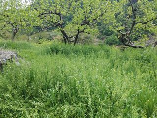 단감당감님의 감 · 영농일지 작성글 사진