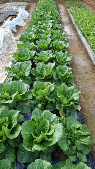 김지철님의 기타작물 · 영농일지 작성글 사진