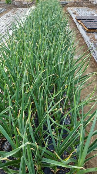 김지철님의 기타작물 · 영농일지 작성글 사진